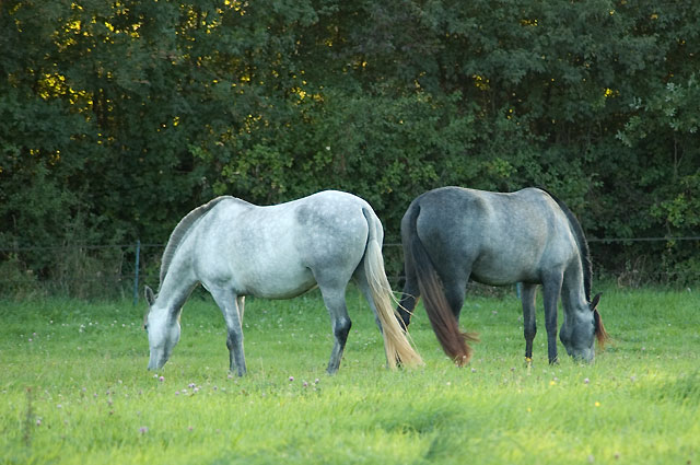dsc_0014.jpg