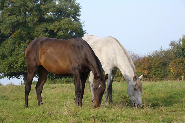 dsc_0030.jpg